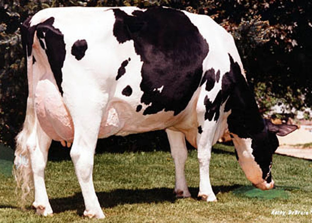 Morningview Converse Judy EX-93 GMD DOM, 9th Dam of Aerolith