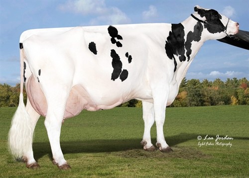Aurora Doorsopen 17054-ET EX-93 DOM, 4th Dam of Selvage