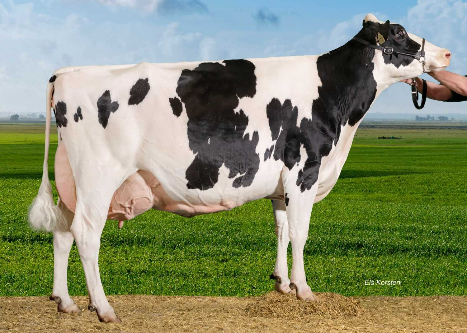 Kolhorner Yedi Cosmo (granddam of Starliner) owner: P.N. & A.C. Grin VOF, Biddinghuizen,
