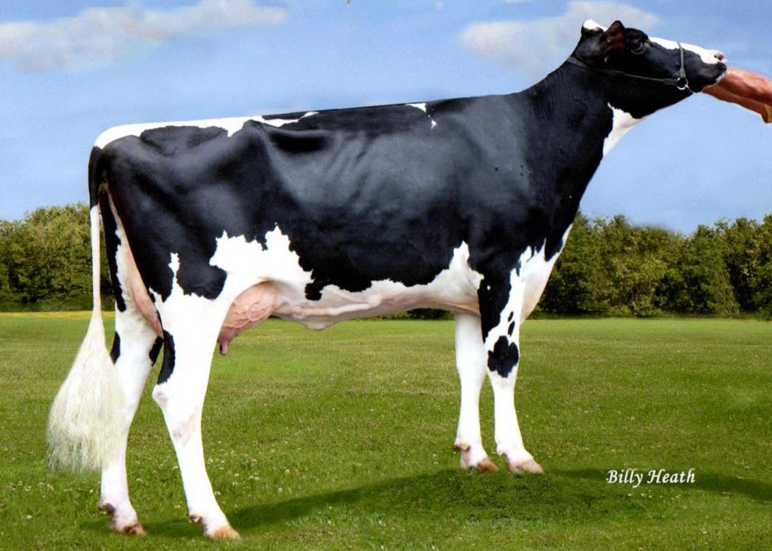 Furnace-Hill Bowsr Zia-ET VG-88 DOM, 7th Dam of Zamboni