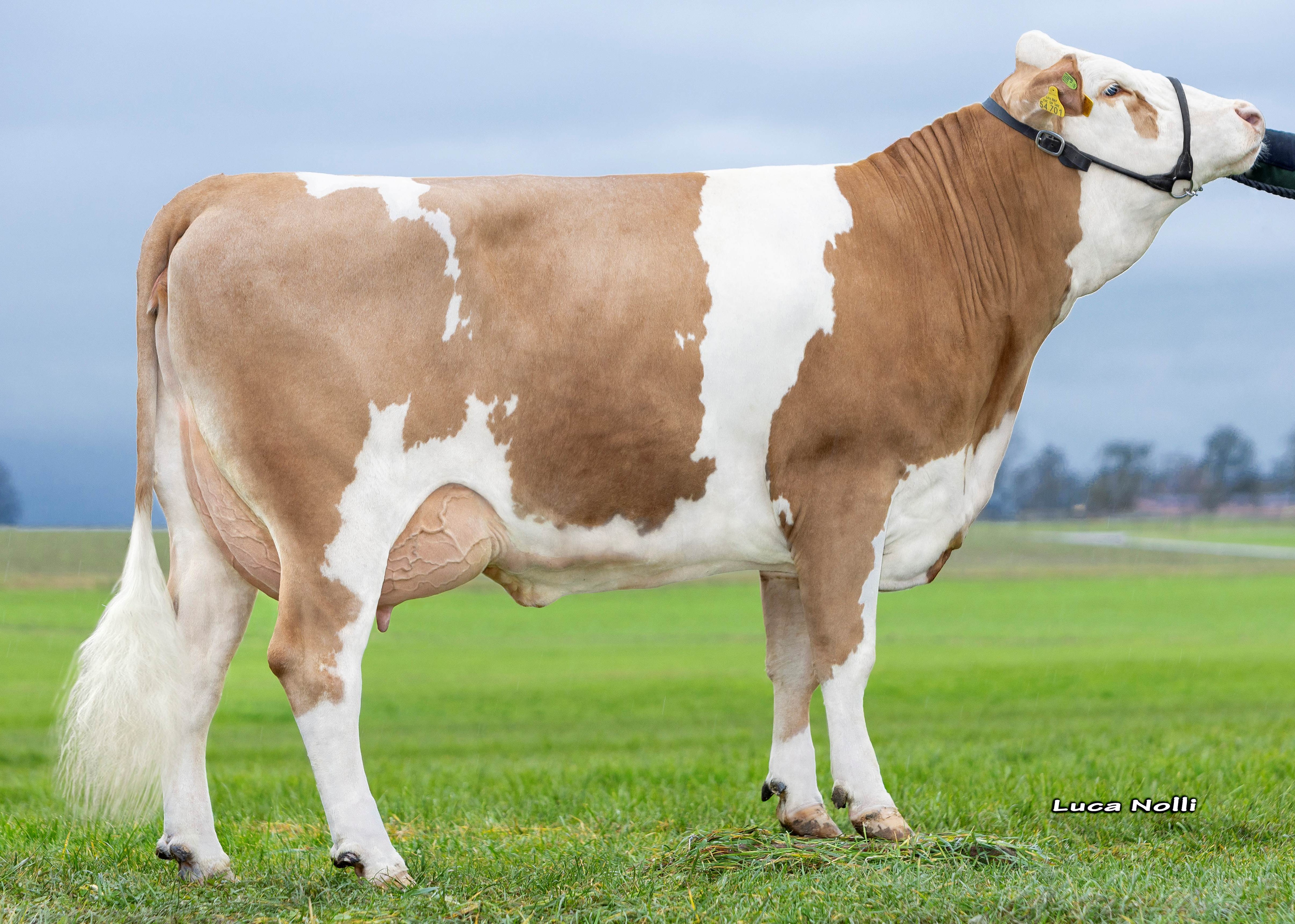 Wagner Hopfen Bessi, Daughter of Hopfen