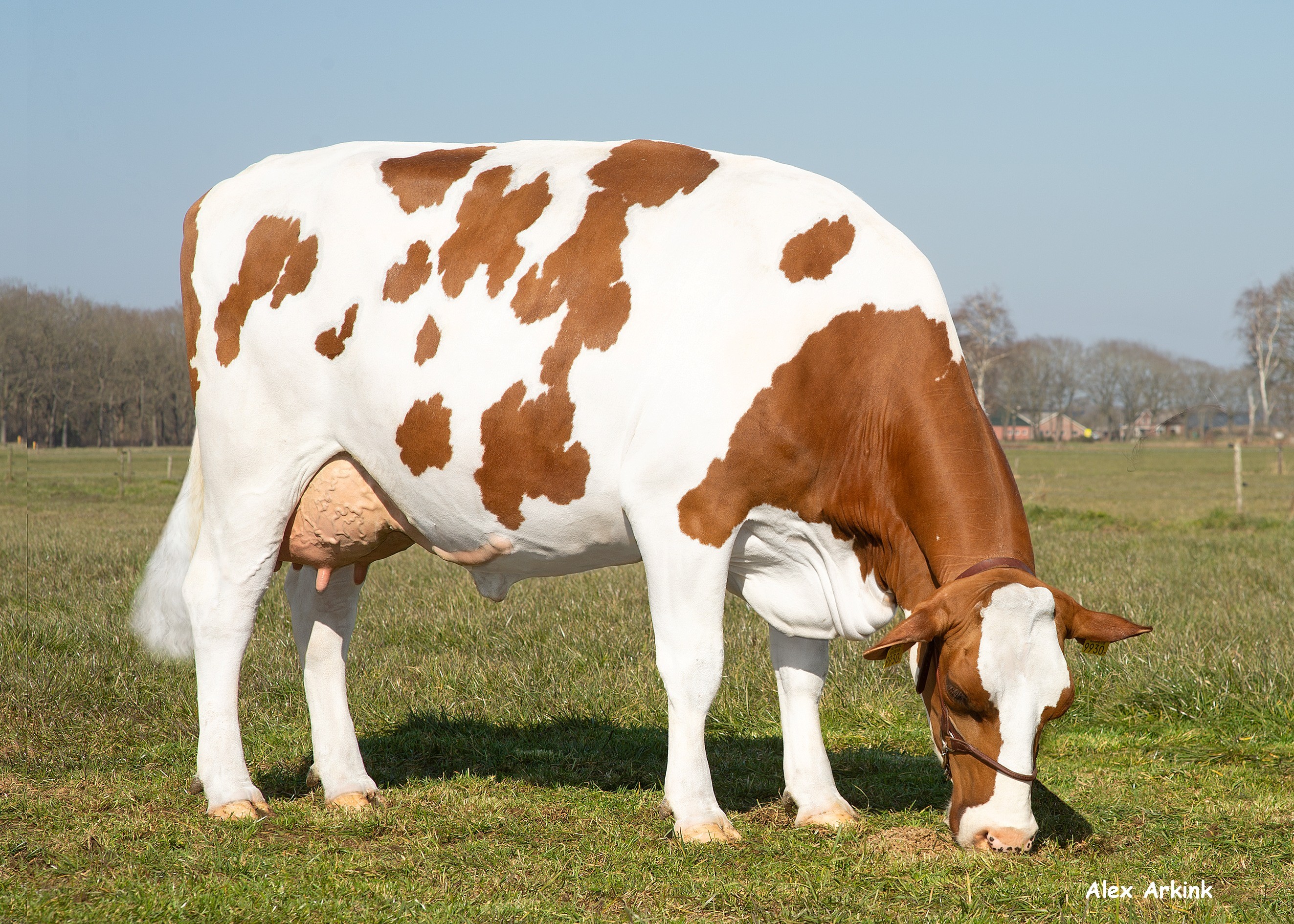 Irma 591, Daughter of Kay