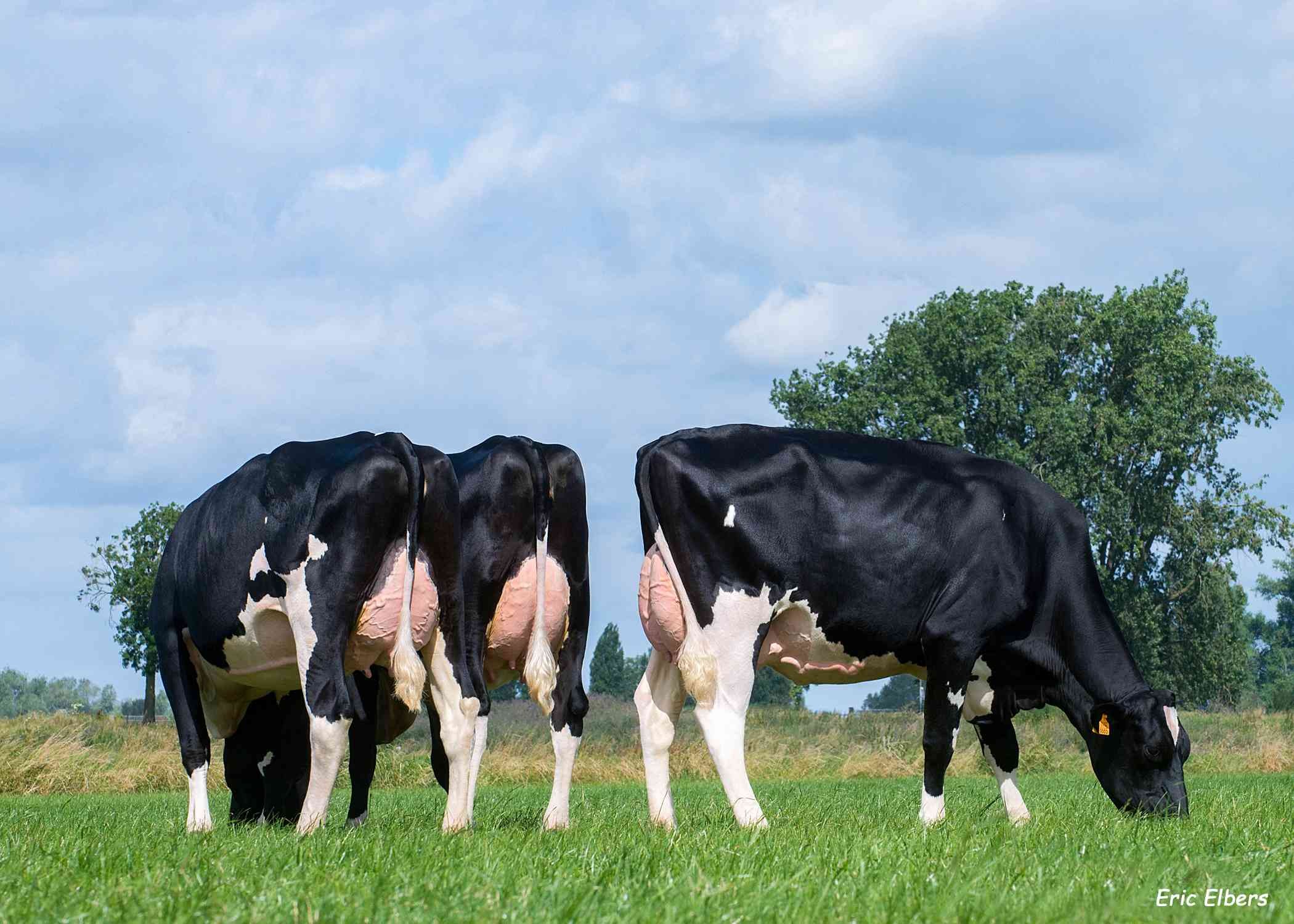 3 Eloy dochters bij VOF Pels Melkvee, 's Hertogenbosch