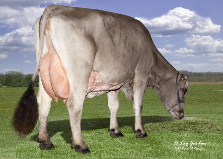 Moeder van Silver Coin, Kulp-Terra Casandra-ET, 94 uier en 93 algemeen voorkomen