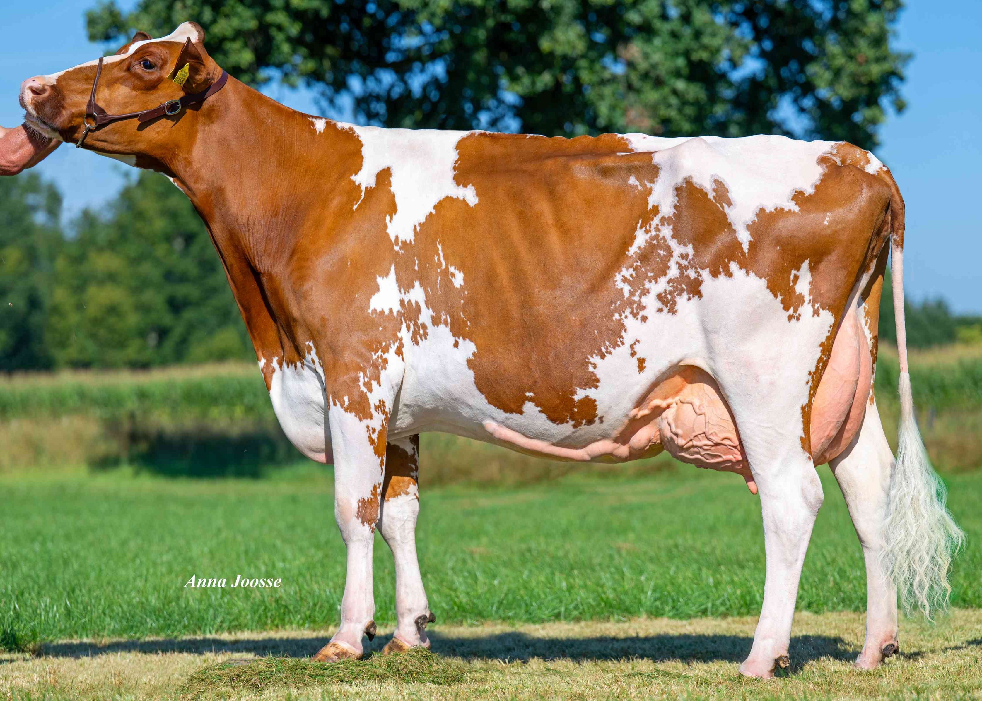 Bertha 179, grootmoeder van Solaris. Eig.: AJM Frijters, Waalre