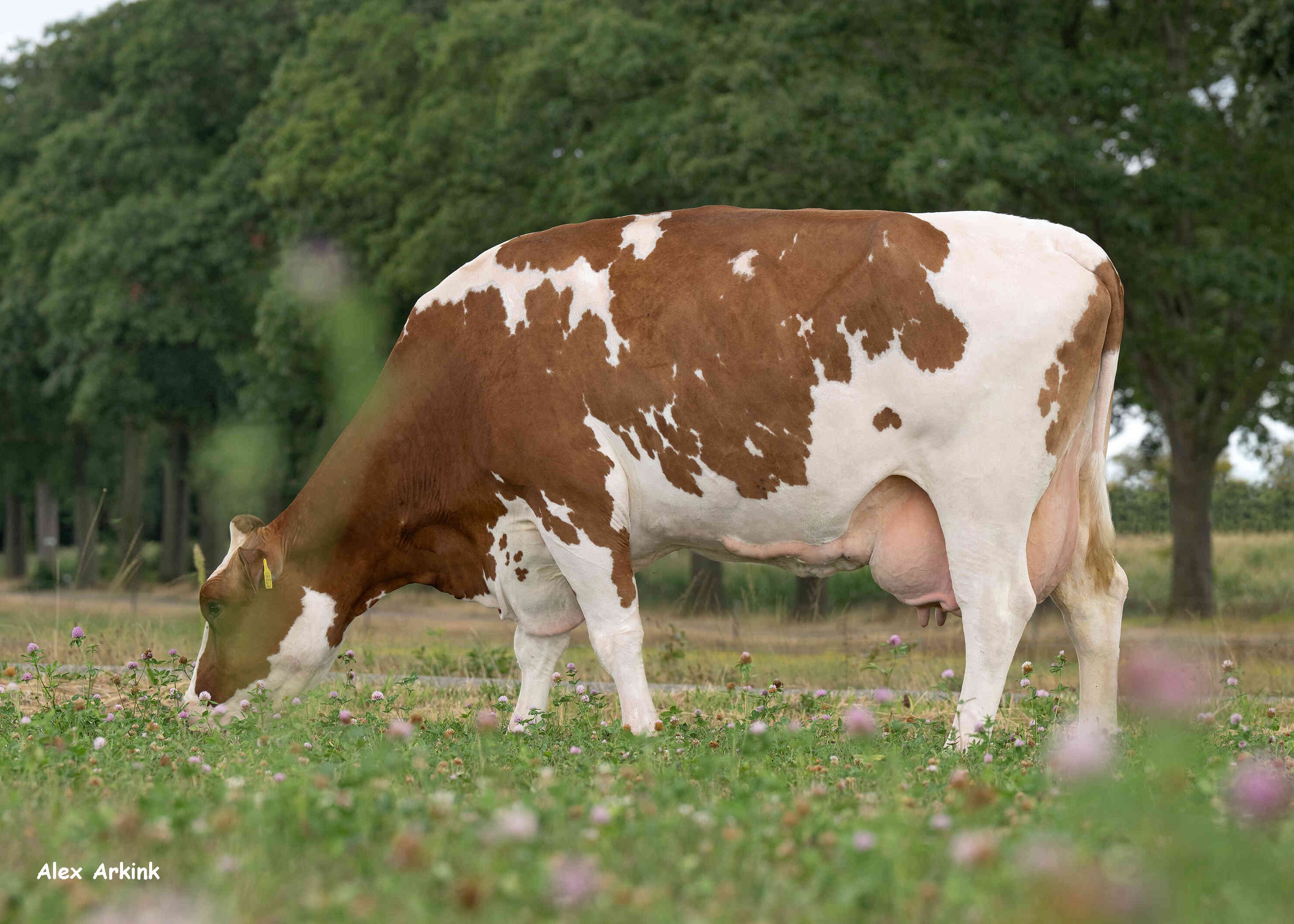 Annette 58 (moeder Strijder, 4e kalfs) eig.: Mts H.J. & A.J. ten Damme, Winterswijk-Meddo