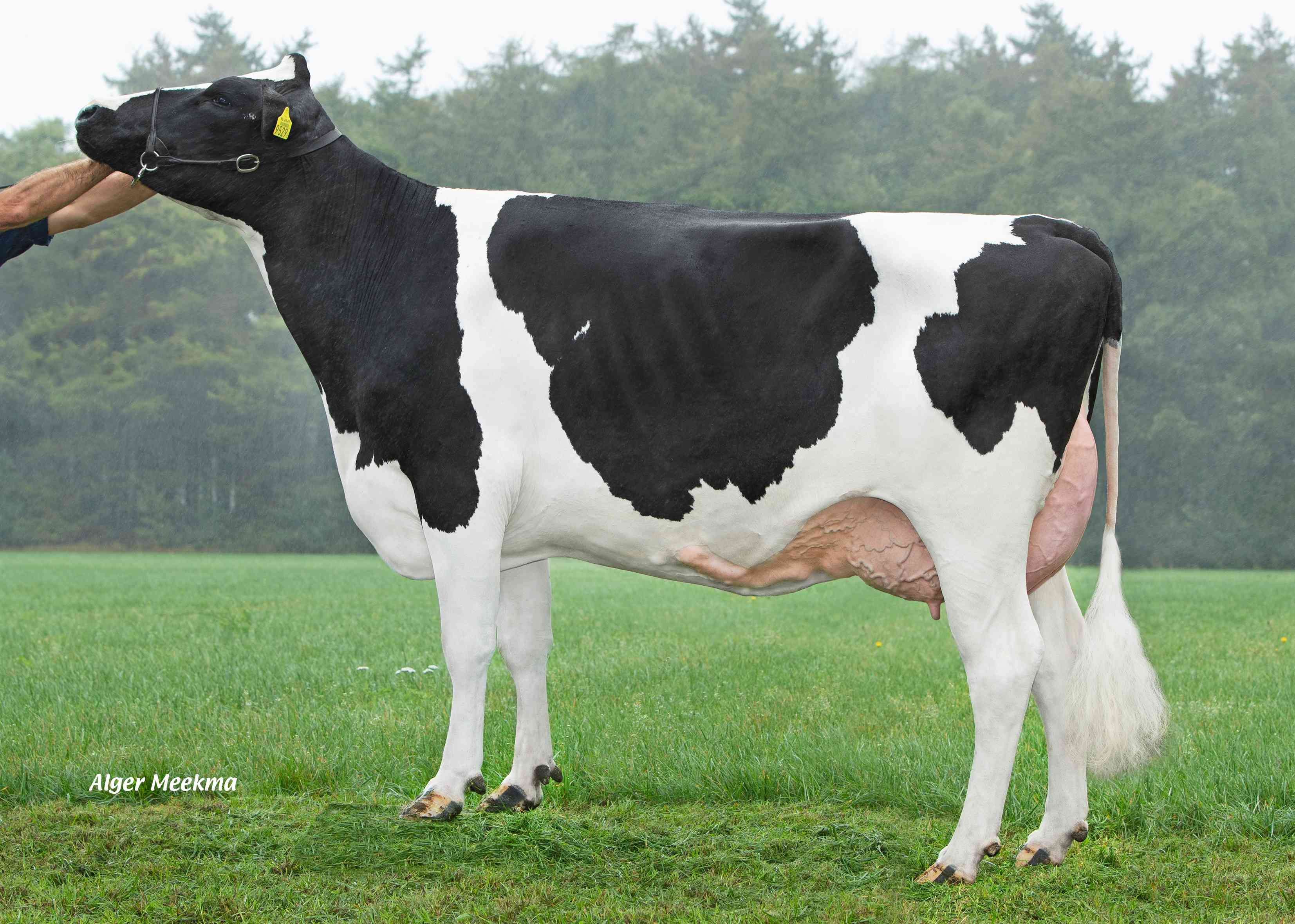 Delta Coco (moeder Ratings PP) eig.: VOF Booij-Ottens, Benneveld