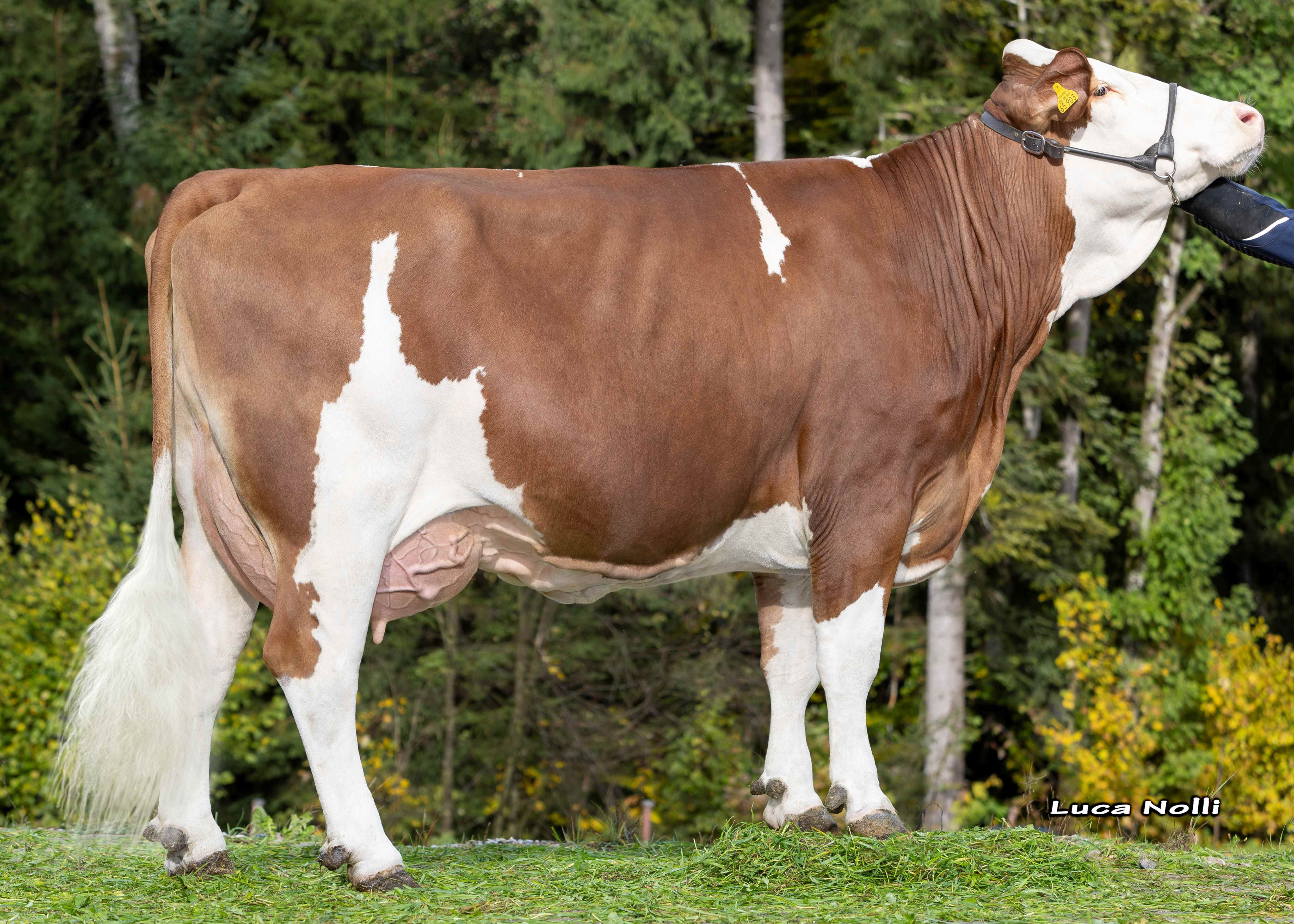 Ferisma Pp, Dam of Space Pp,1st calf, Konrad Berger, Grabenstätt