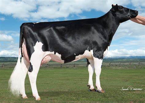 No-Fla Stoic Anne 40873-ET VG-86, 5th Dam of Mumford