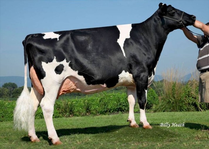 Juniper Goldwyn Wistful-ET EX-93 DOM, 5th Dam of Intricate