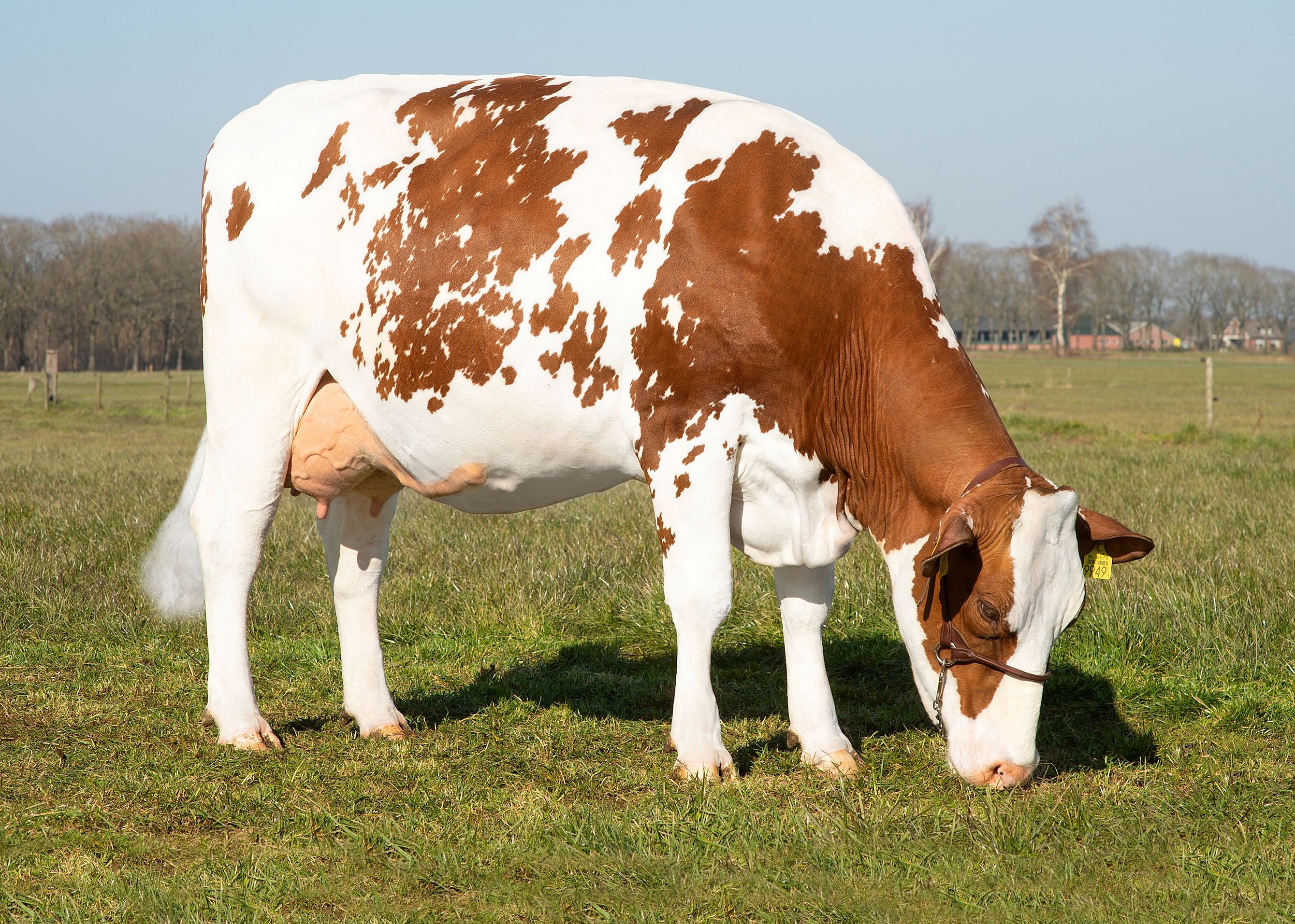 Irma 595, Daughter of Kay