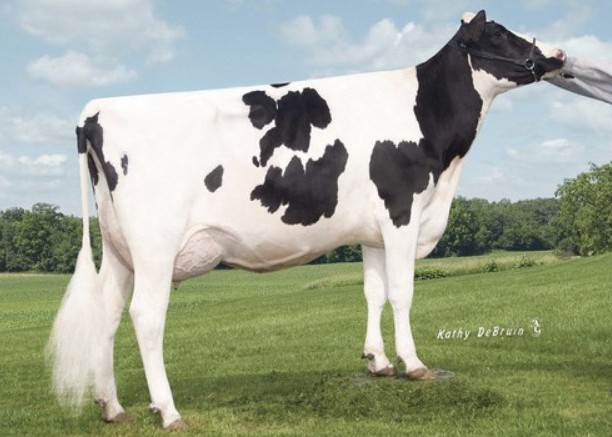 Tiger-Lily Planet Limbo VG-85 DOM, 8th Dam of Loadstone
