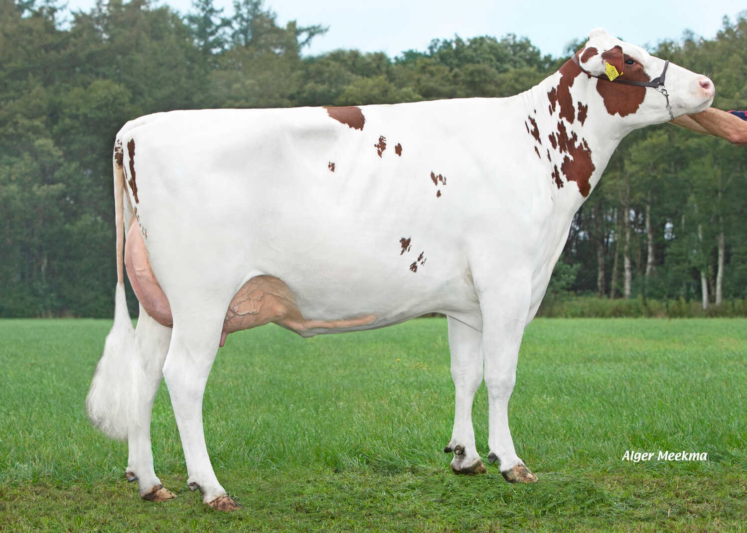 Delta Juul (s. Launch PP), full sister to MGD of Tailwind-Red