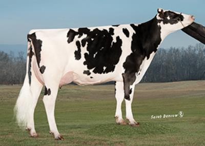 Co-Op Blumen Day 4292-ET VG-87, 5th Dam of Derecho