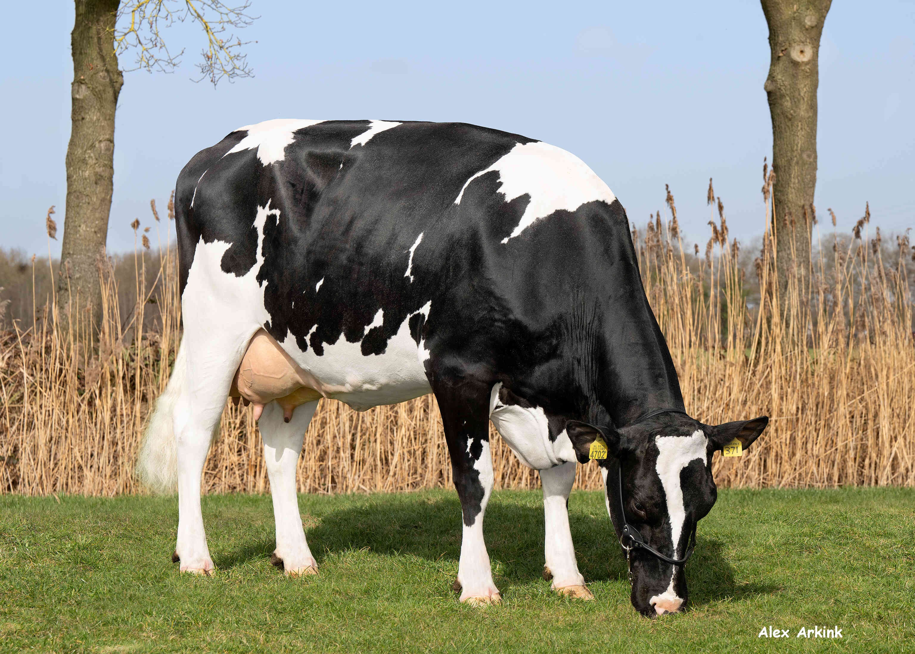 Roosje 152 (v: Skoien)  eig.: Mts Huurdeman,  Groenlo