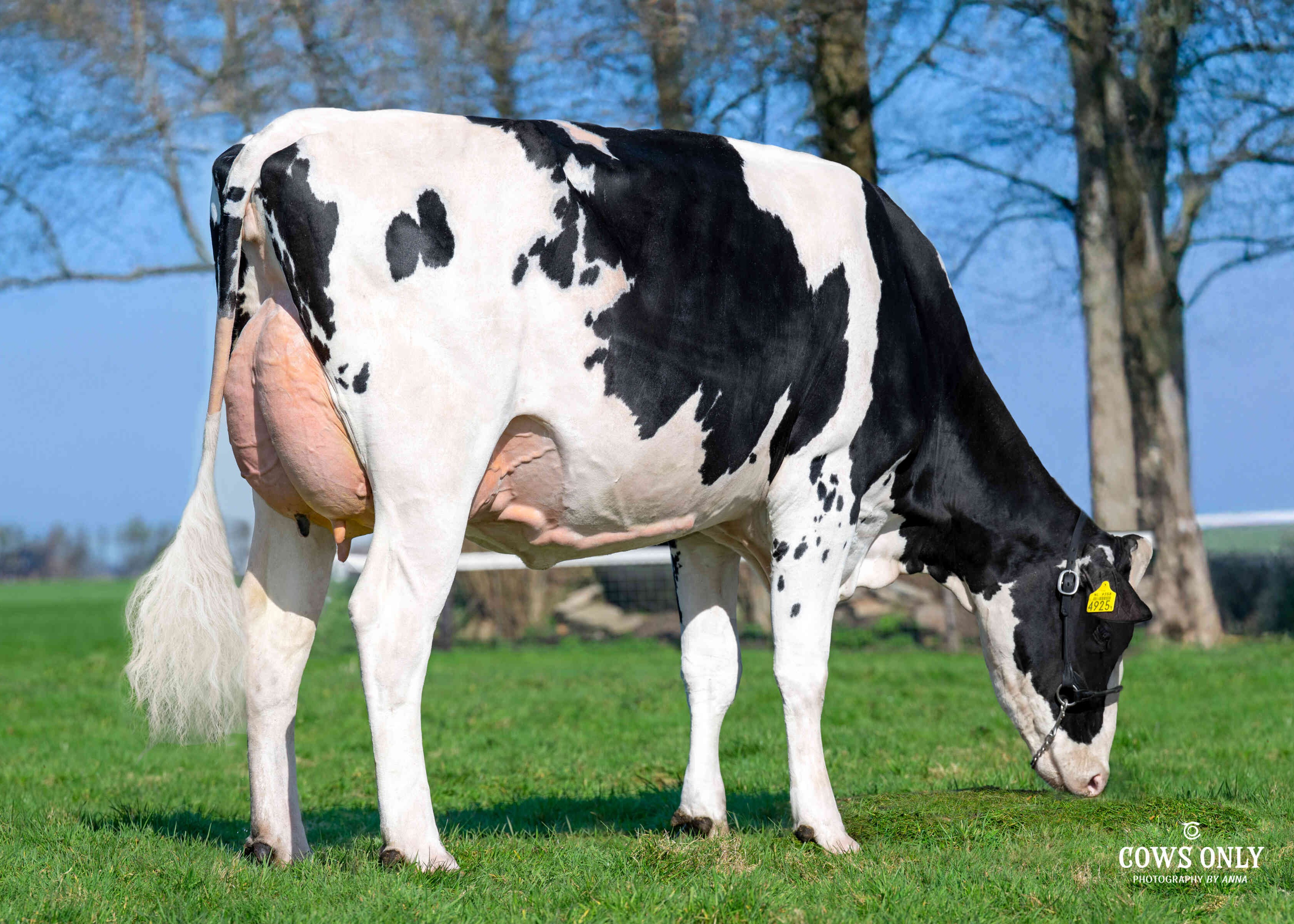 Josie 566	(s. Encourage) owner: Melkveebedrijf Groot vof, Aarlanderveen
