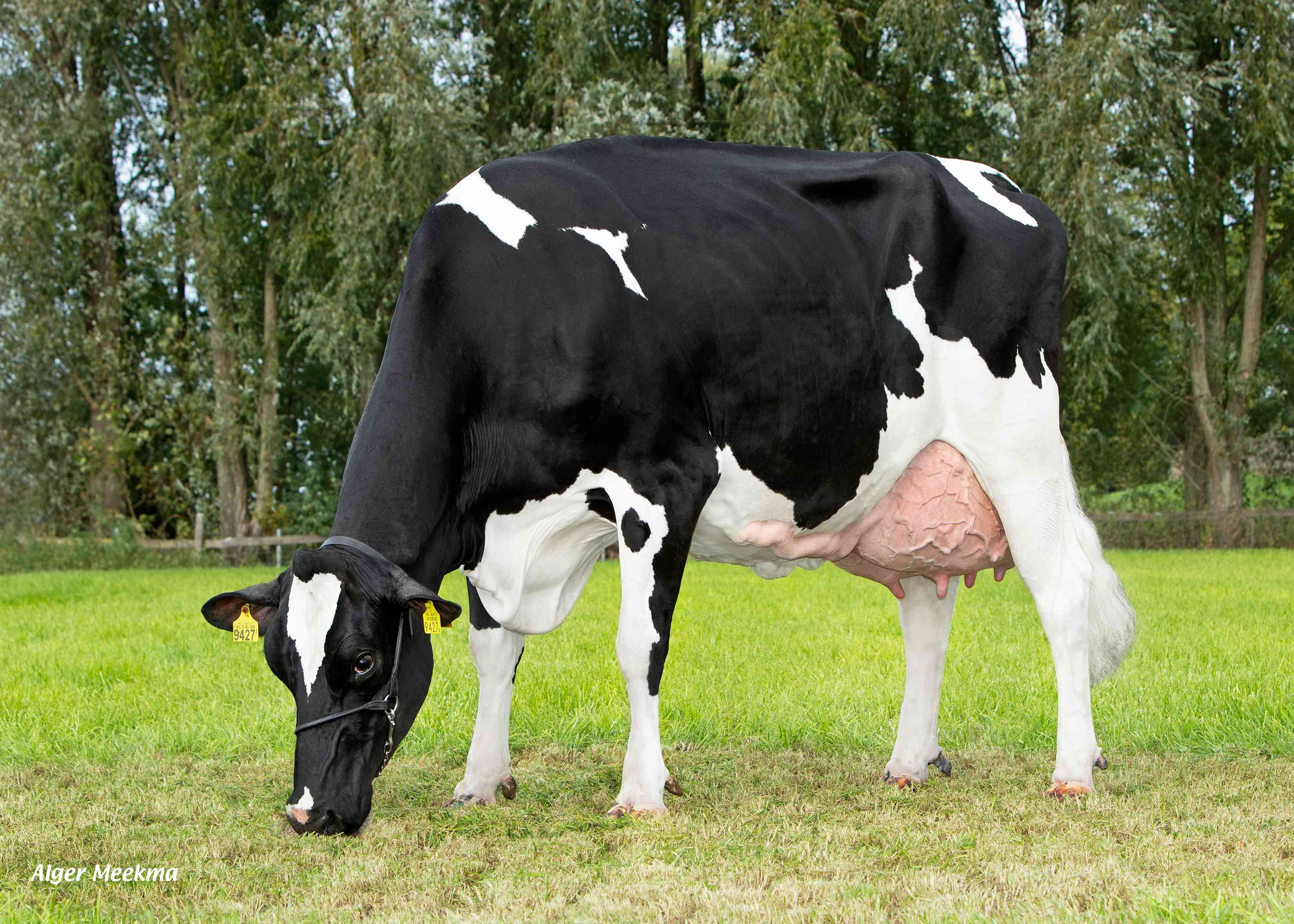 Delta Verona (granddam of Pivotal PP) owner: Melkveebedrijf van Berkum, Elahuizen