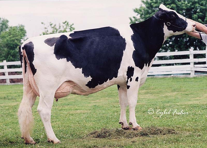 Mayerlane-DK Hiawatha, 7th dam of Ascar Red