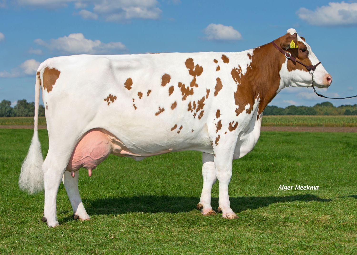 Suzan 515 (dam of Saturnus) owner: F.G.A. van der Heijden, Oost- West- en Middelbeers