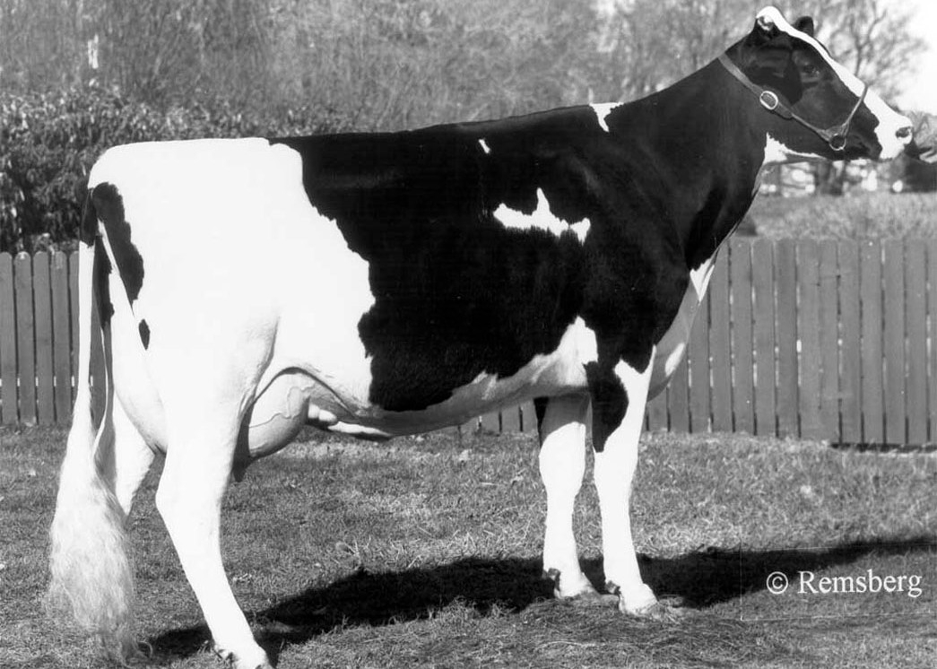 Ladys-Manor Delightful Jem VG-88 GMD DOM, 11th Dam of Overhot