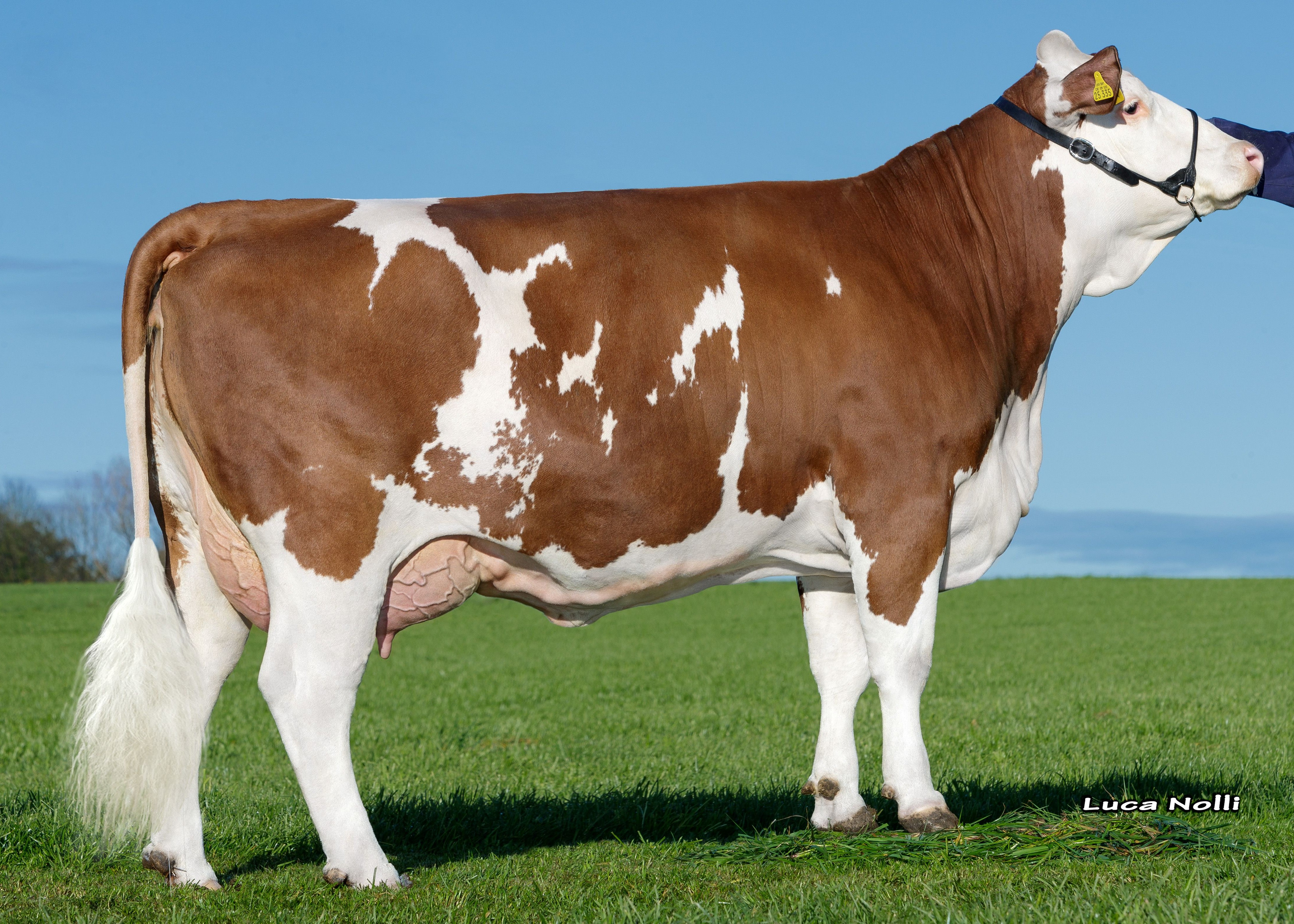 Furtner Walk Seerose, Daughter of Walk