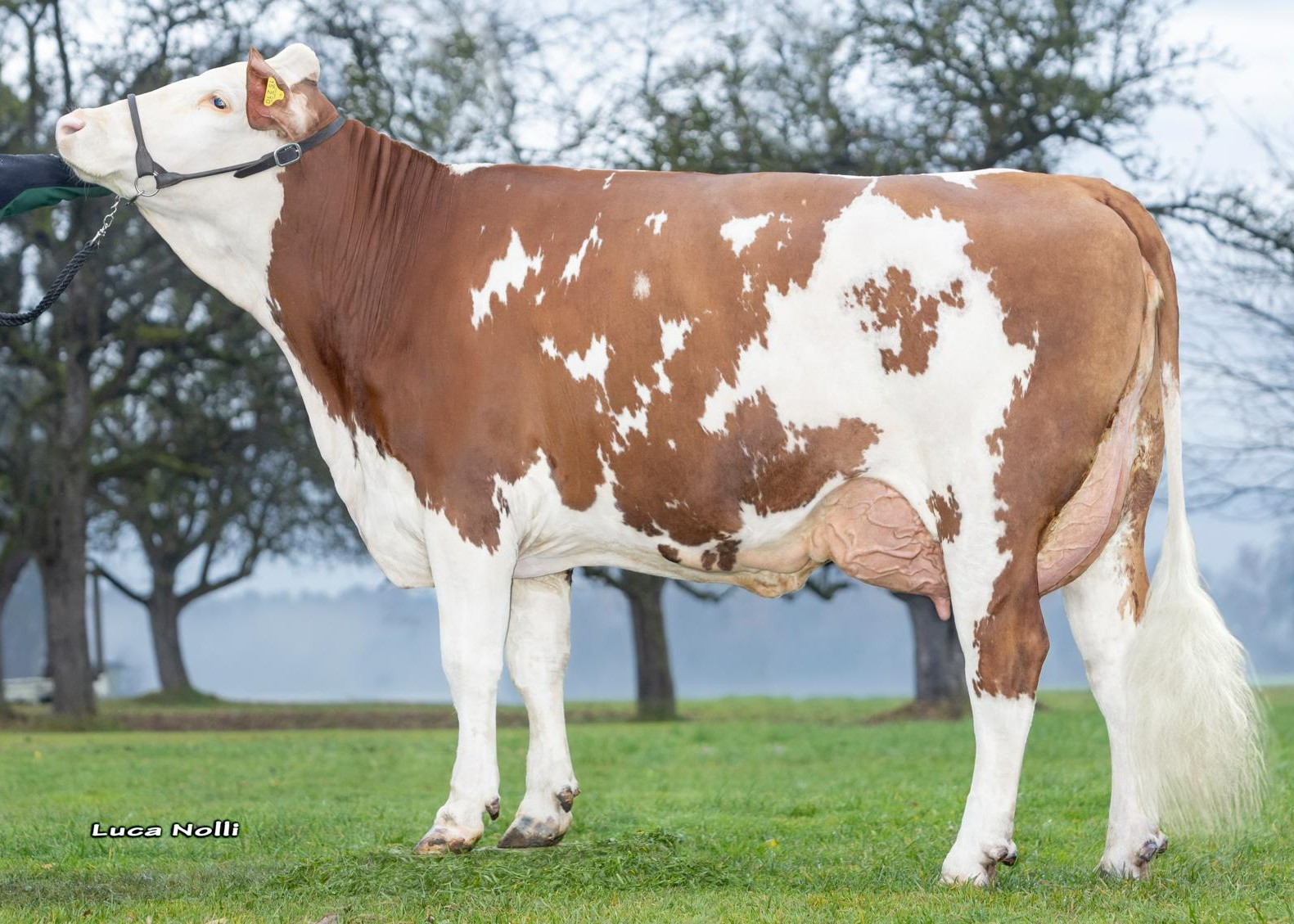 Violota, 1st calf Fleck und Black GbR, Grosskarolinenfeld