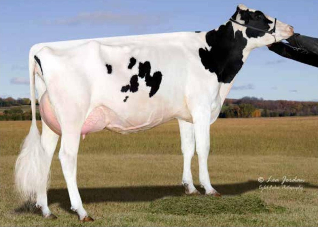 Ms Tcf Cherry-Acres Lori-ET VG-87 DOM, 5th Dam of Lindstrom