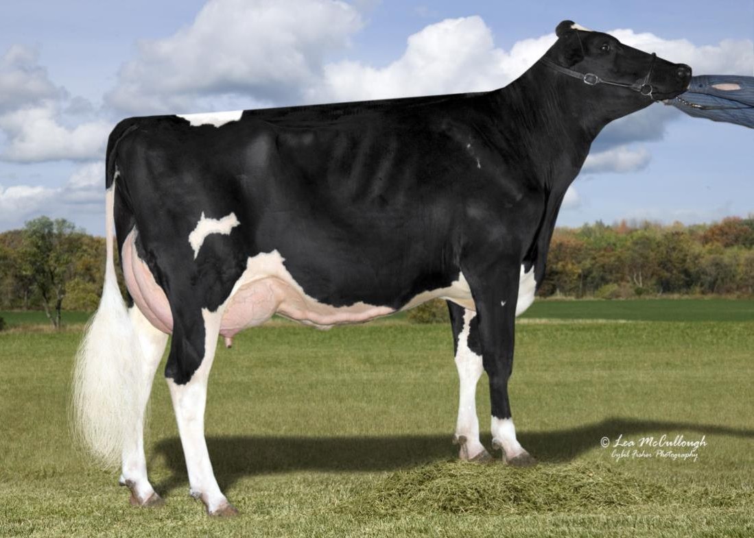 Cookiecutter Mom Halo-ET VG-88 DOM, 5th Dam of Howzer