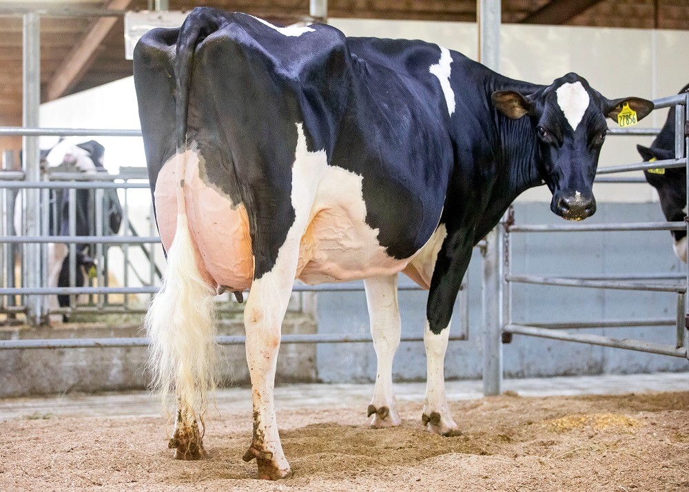 Siemers Lmda Paris 27856-ET EX-91 GMD DOM, Dam of Orono