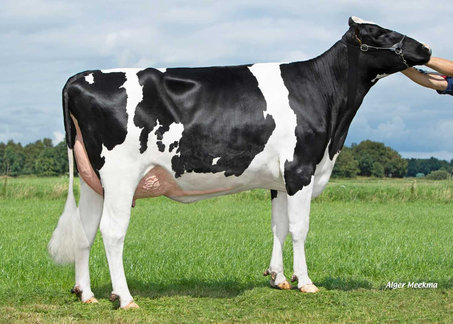 Delta Judele (s. Jawline PP), MGD of Erling PP-Red