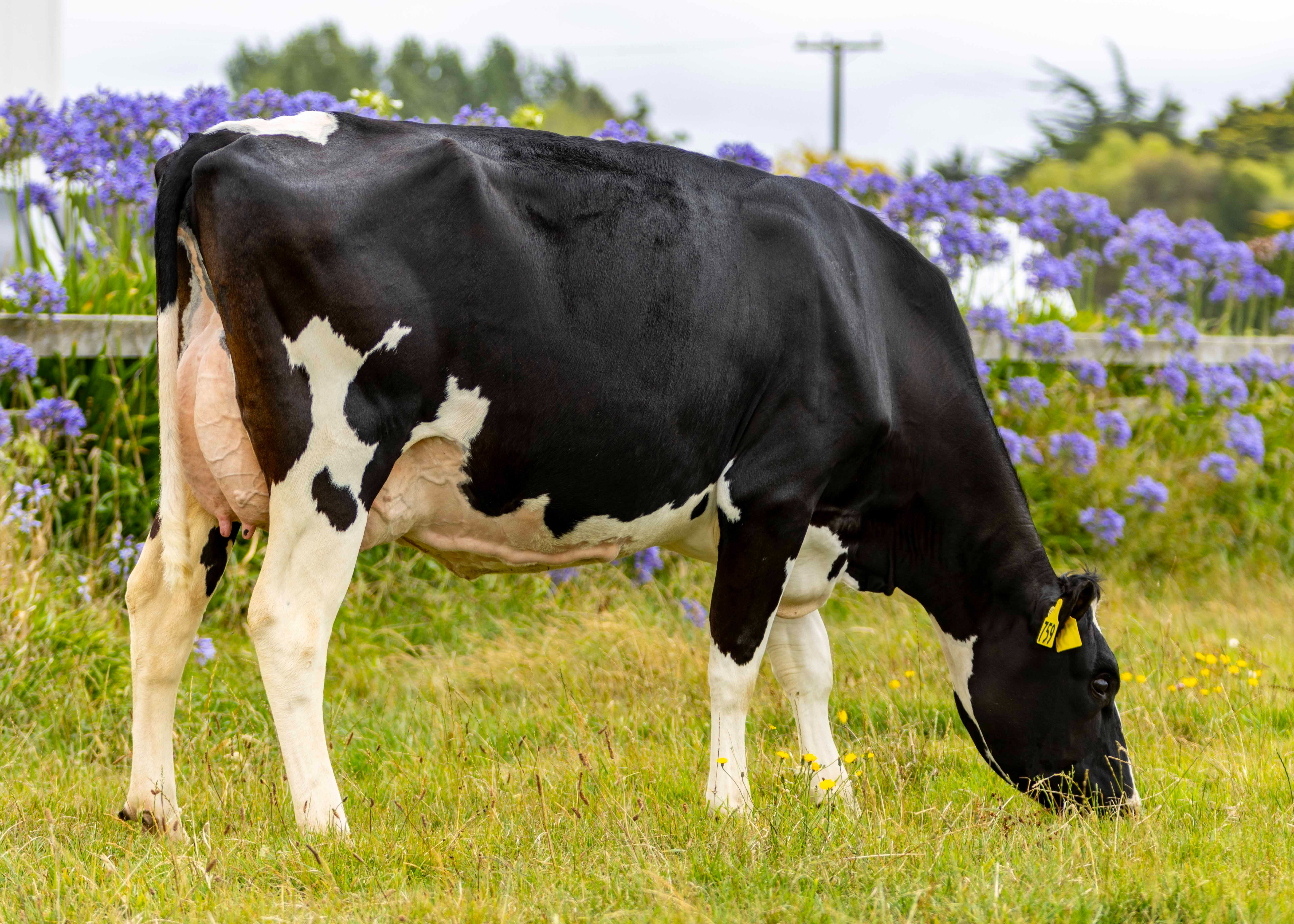 Dam #759 Maire Joppolo Patty S3F