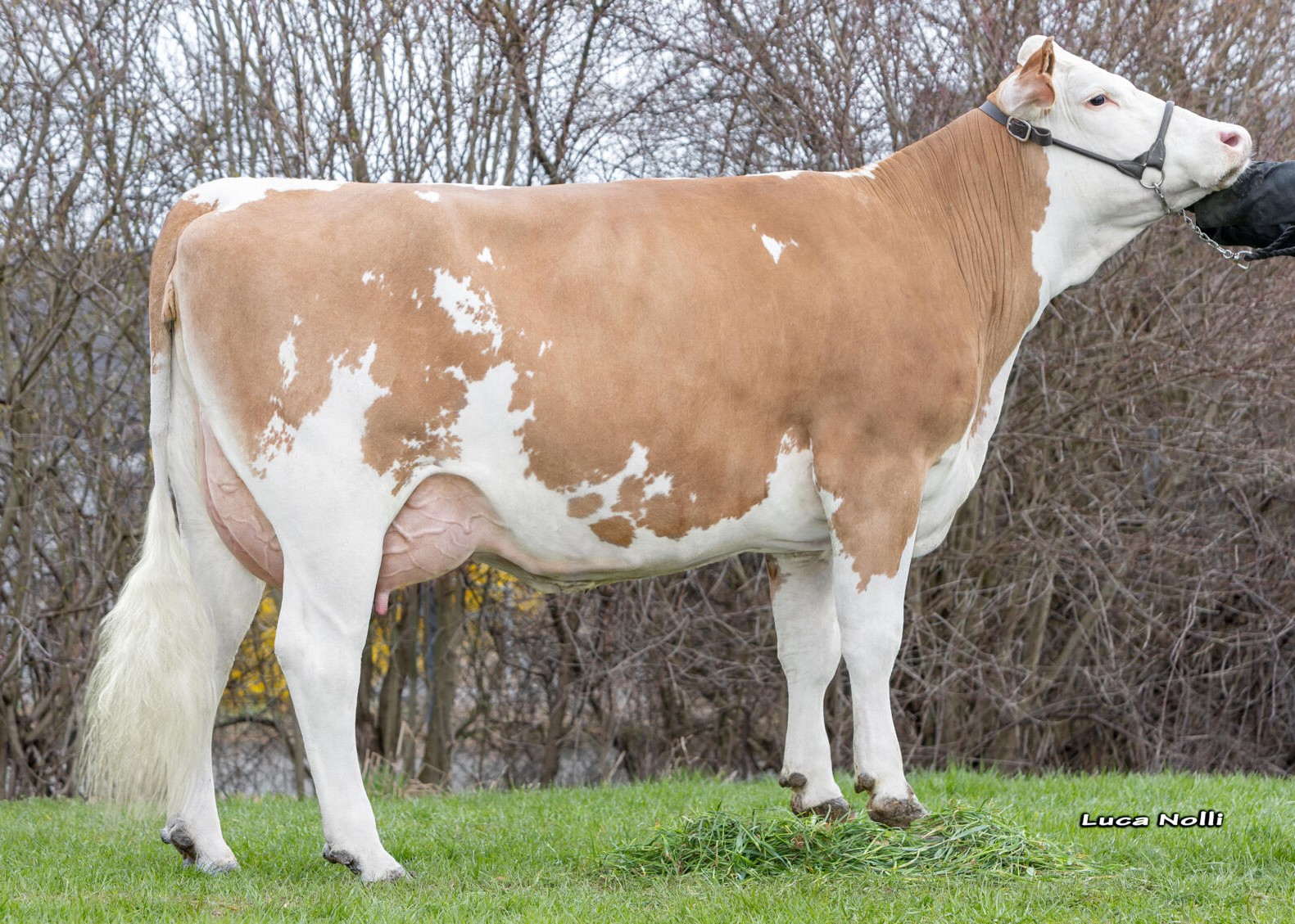 Urkaymo, 1st calf, Johannes Friedrich, Trostberg