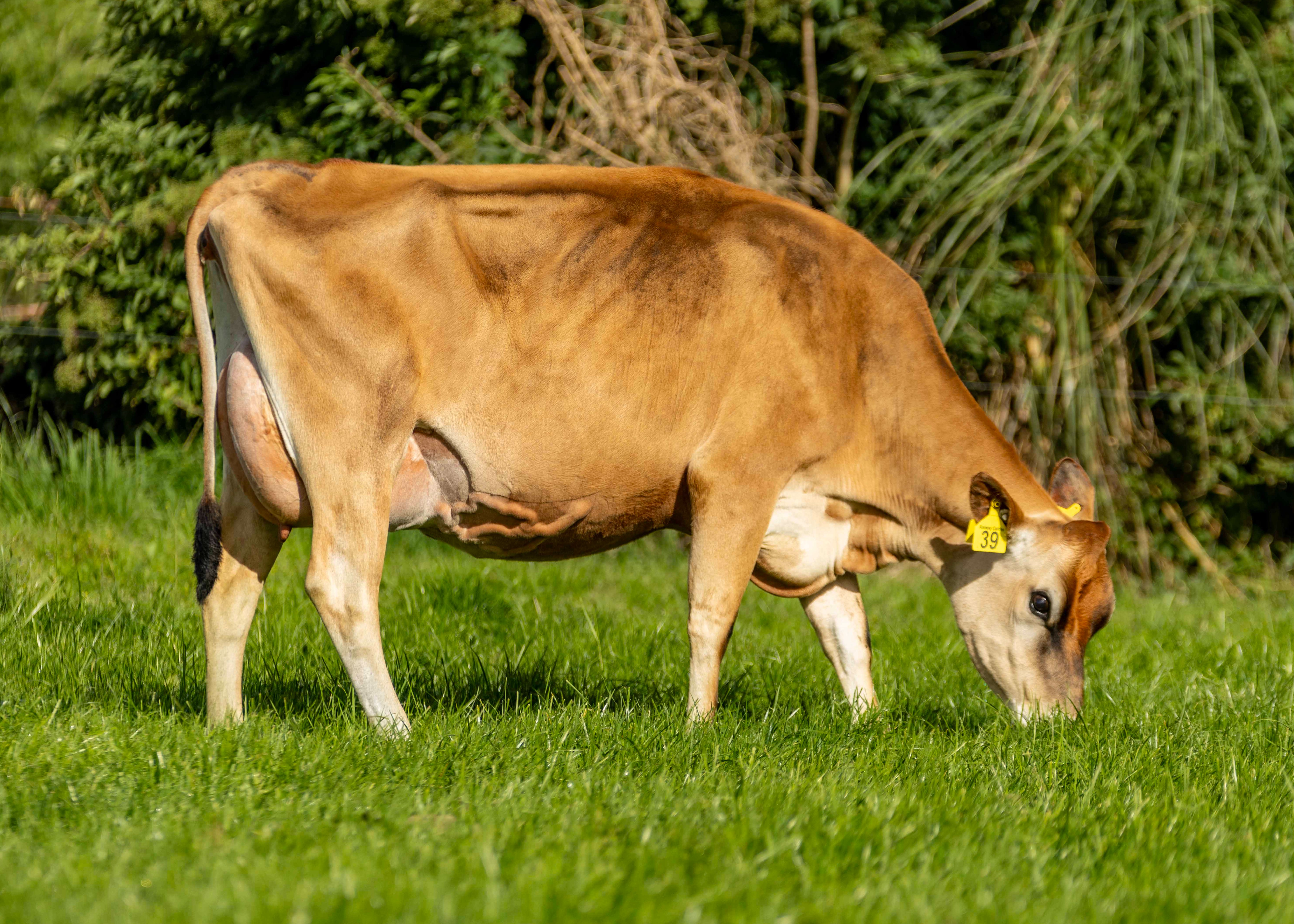 Dochter Charnock #39 Ramsay Dairies Ltd Riverton