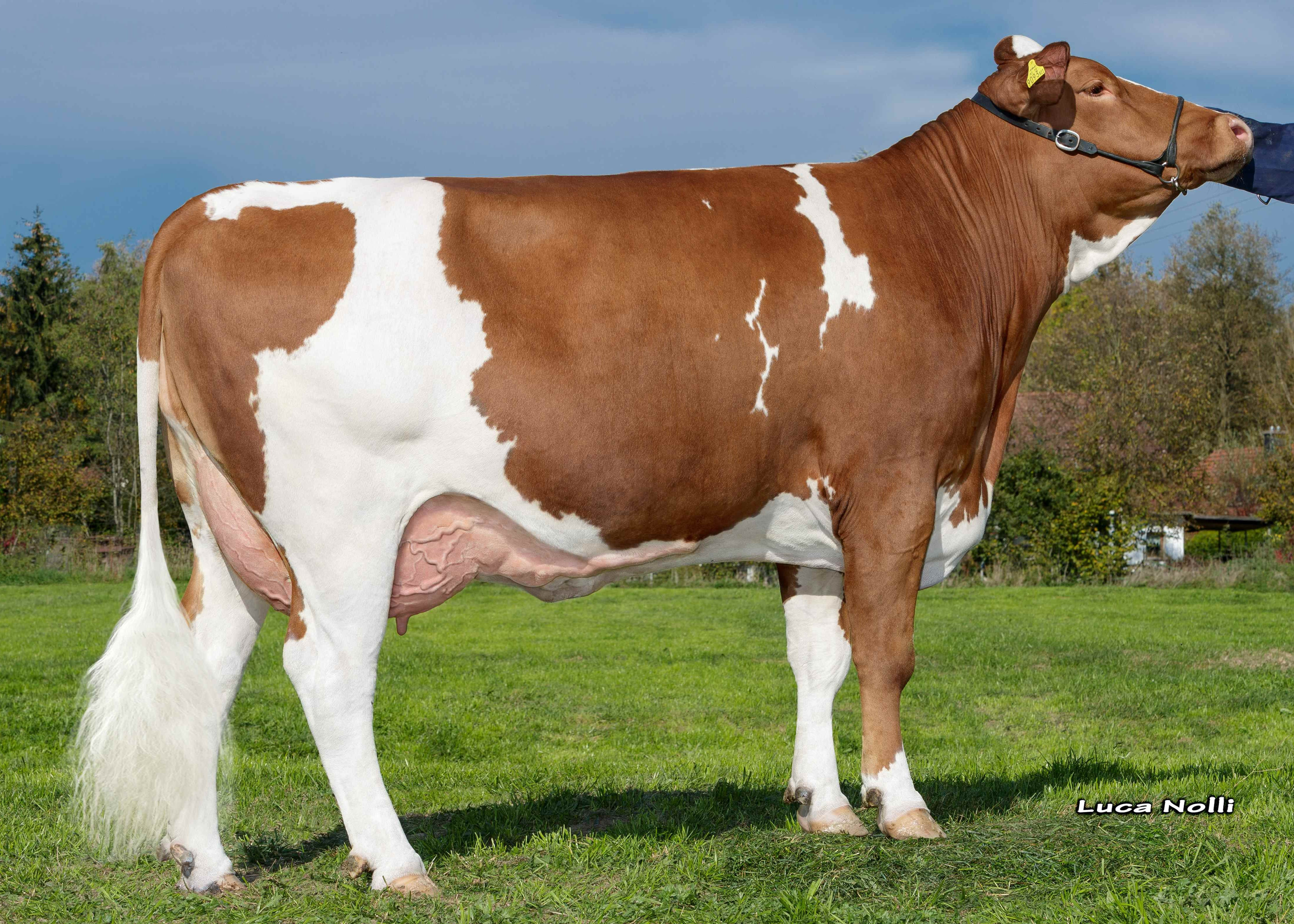 Floh, Granddam of Space Pp, 1st calf, Franz Rappensperger, Erharting