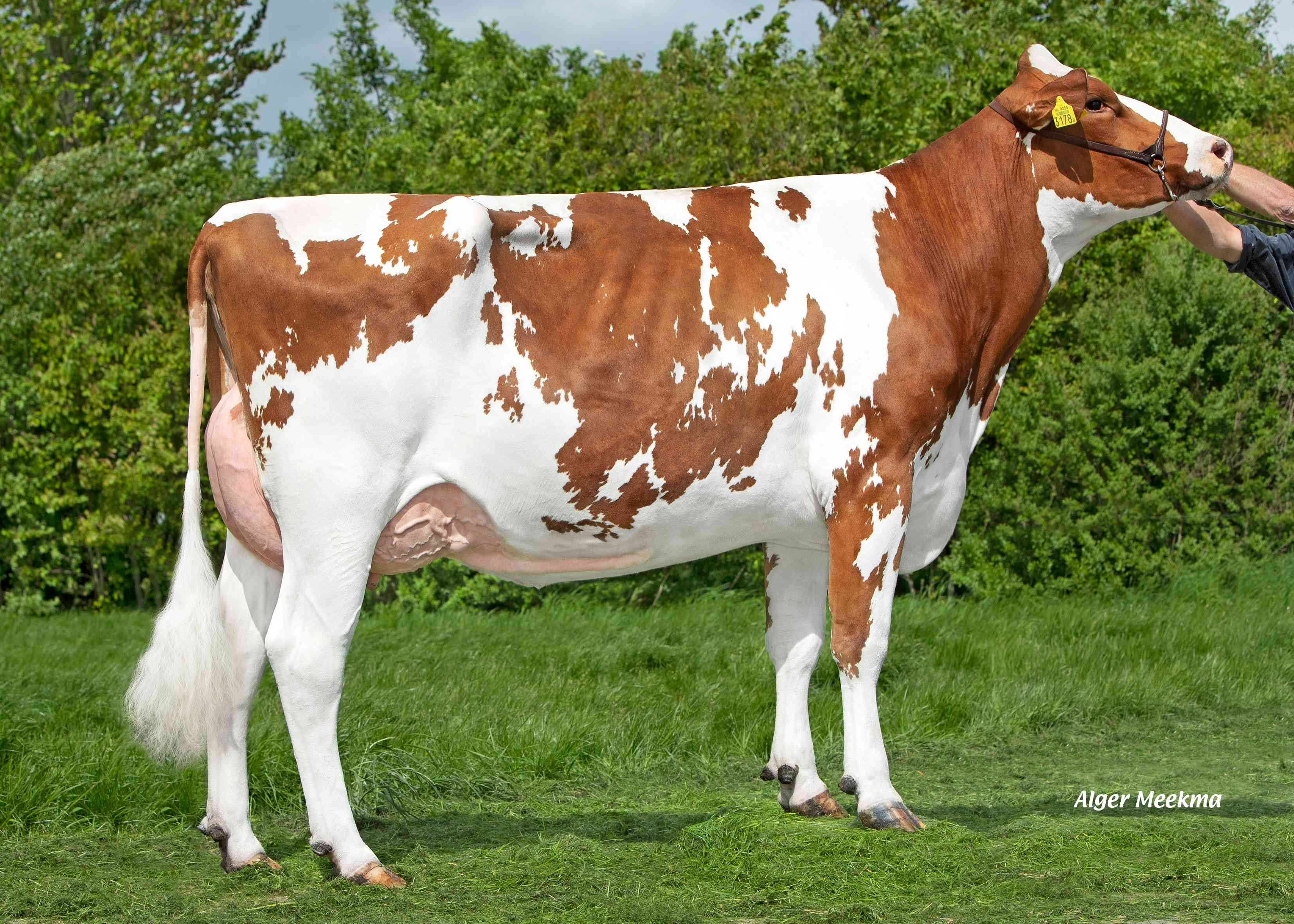 Delta Dewy (dam of Chiptuner-Red) owner: Midwolder Melkvee, Midwolda