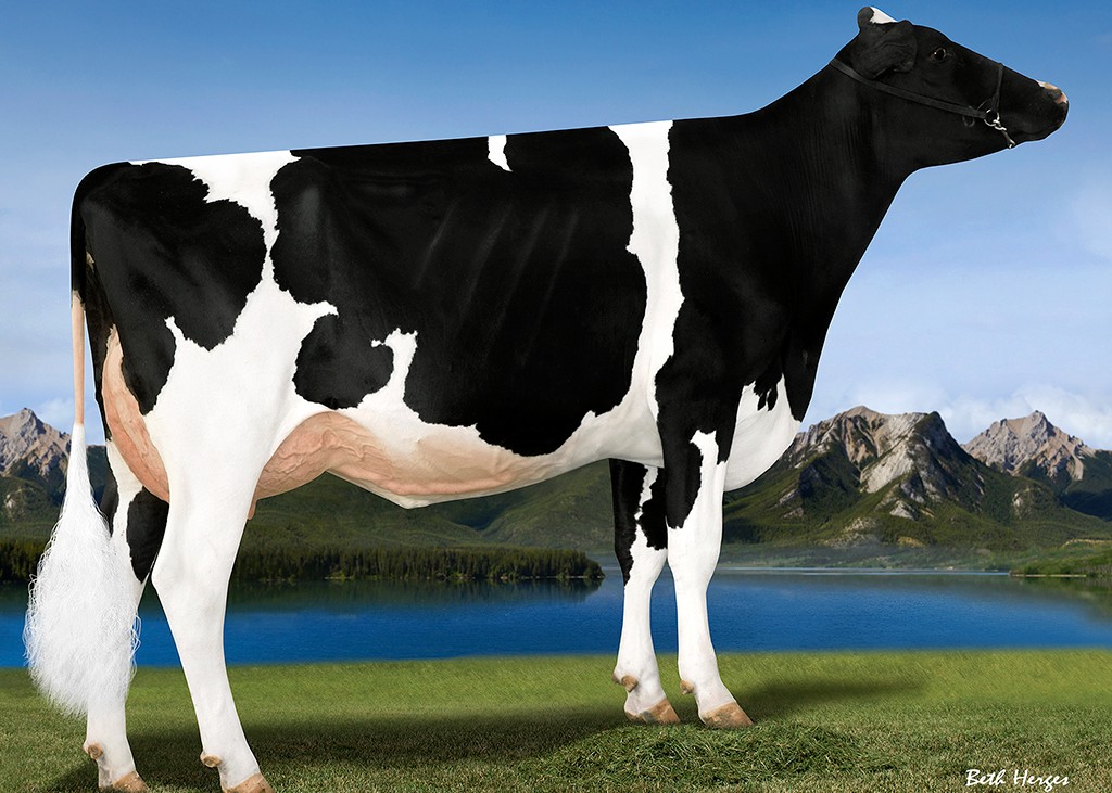 Bru-Dale Zeronica-ET VG-85, 5th Dam of Zamboni