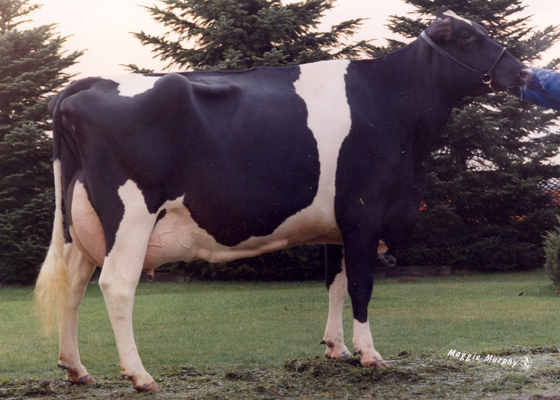 Marwell Blackstar Raven EX95 ( 11e moeder Madden)