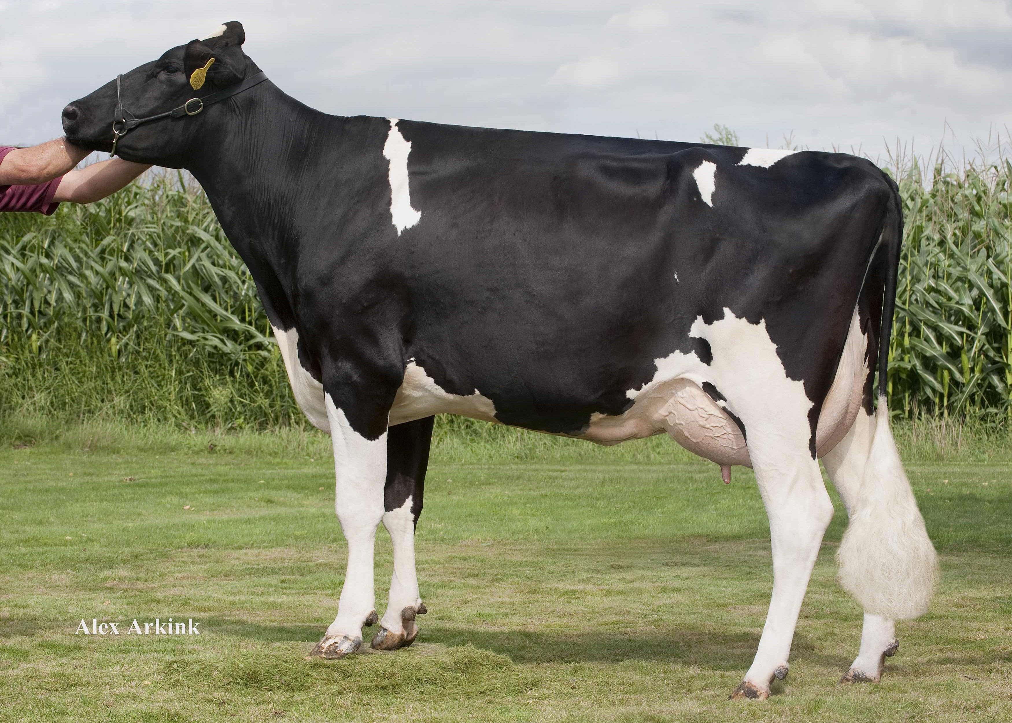 American Etz Warsau 97 (betovergrootmoeder Rovelli-Red) eig.: American Holsteins, America