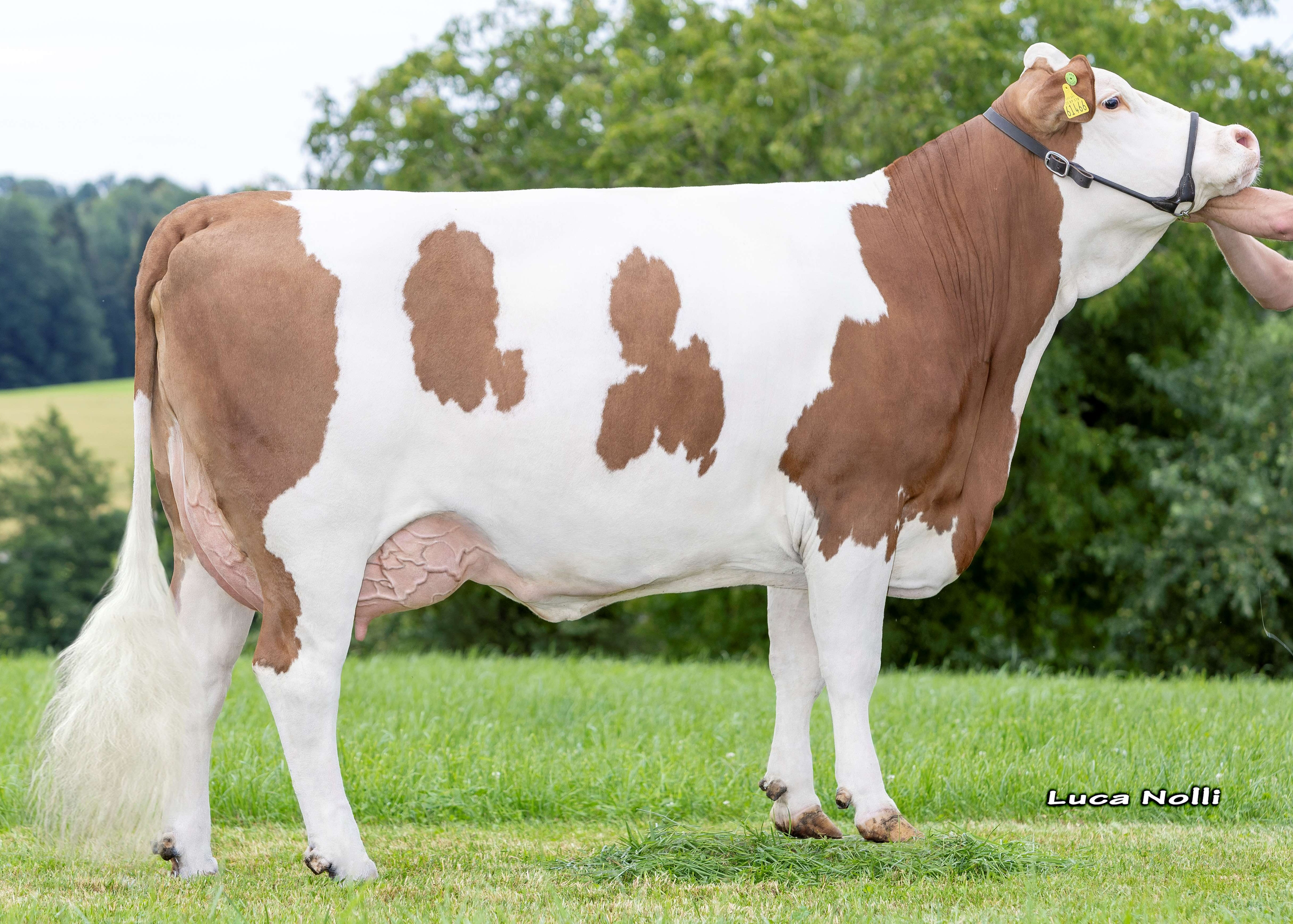 Zwerge,1st calf, Georg Mayer, Sankt Wolfgang