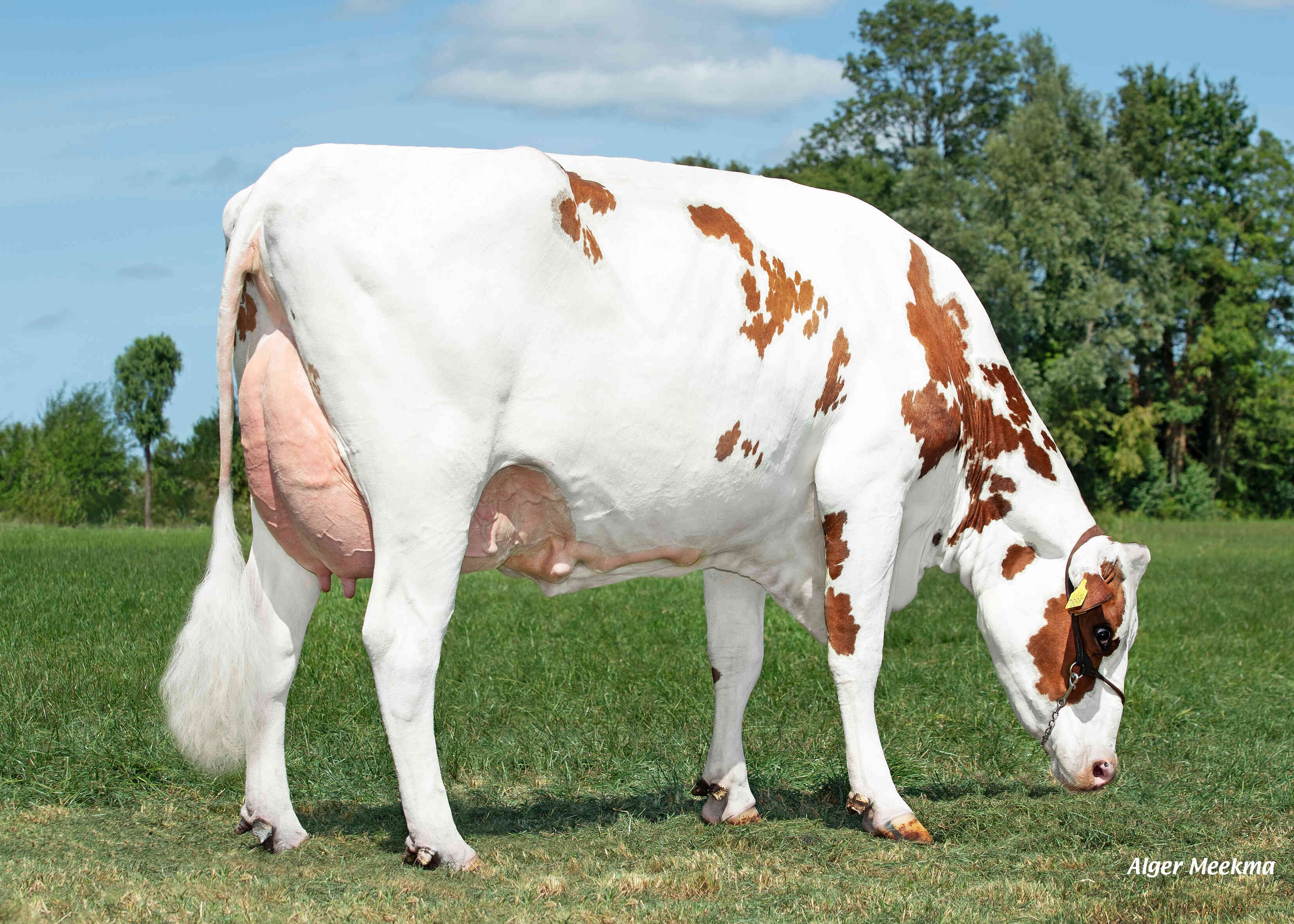 Delta Tibbie (dam of Jenning P-Red) owner: Melkveebedrijf van Berkum, Elahuizen