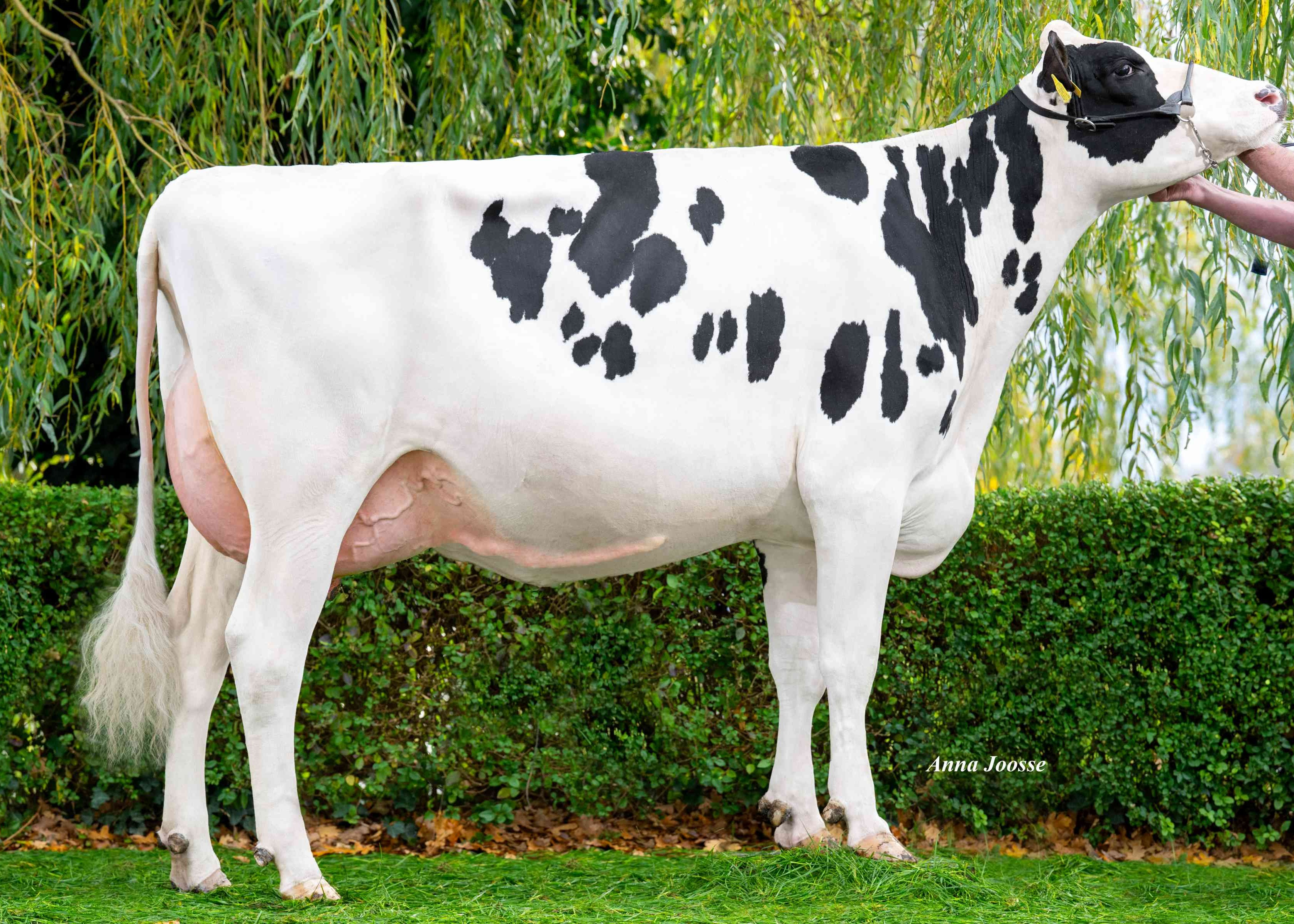 Hoeve Boveneind Bianca Cashbac	 (s. Cashback)  owner: Hoeve Boveneind, Herwijnen