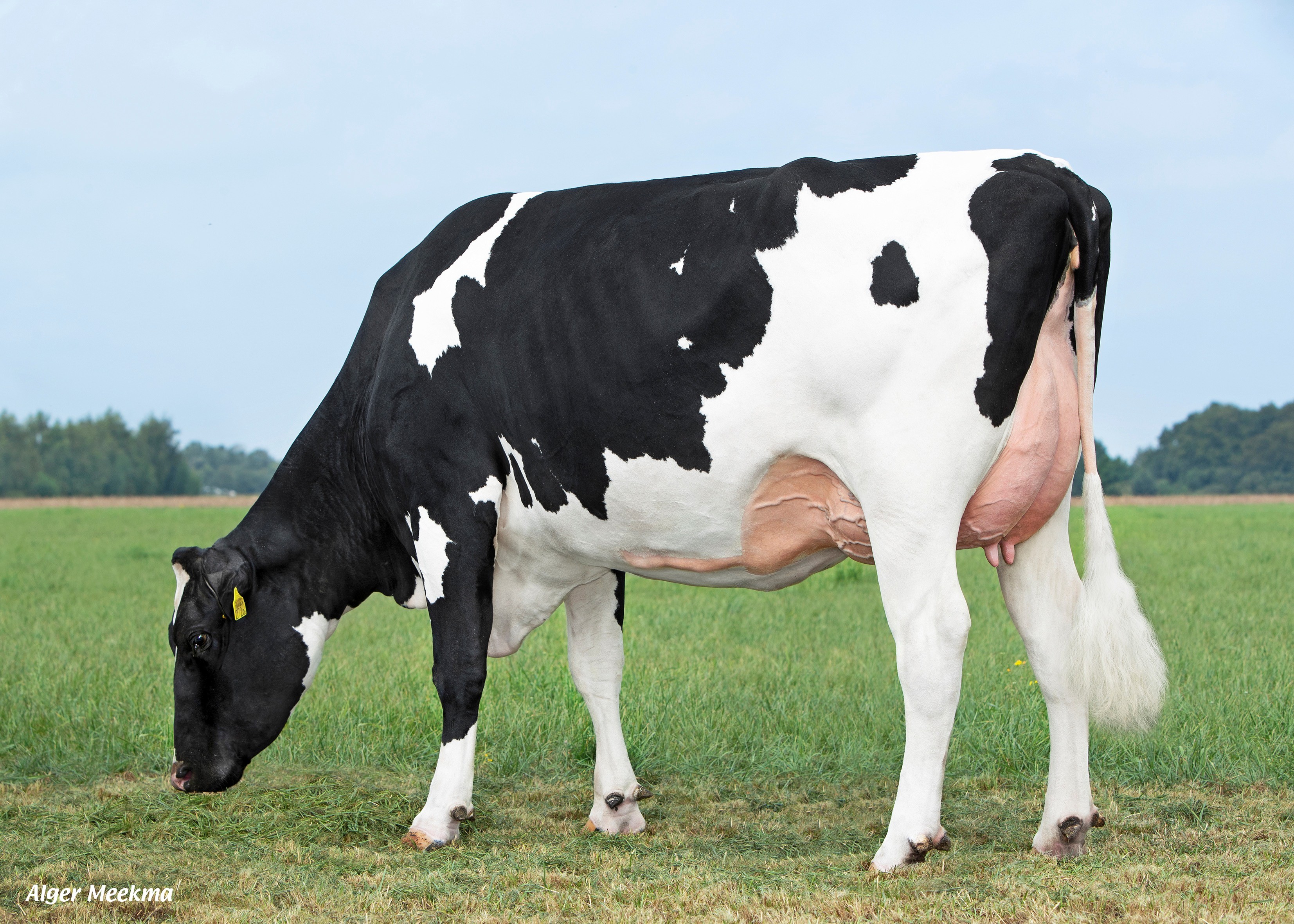 Delta Afiene, Dam of Camelot PP