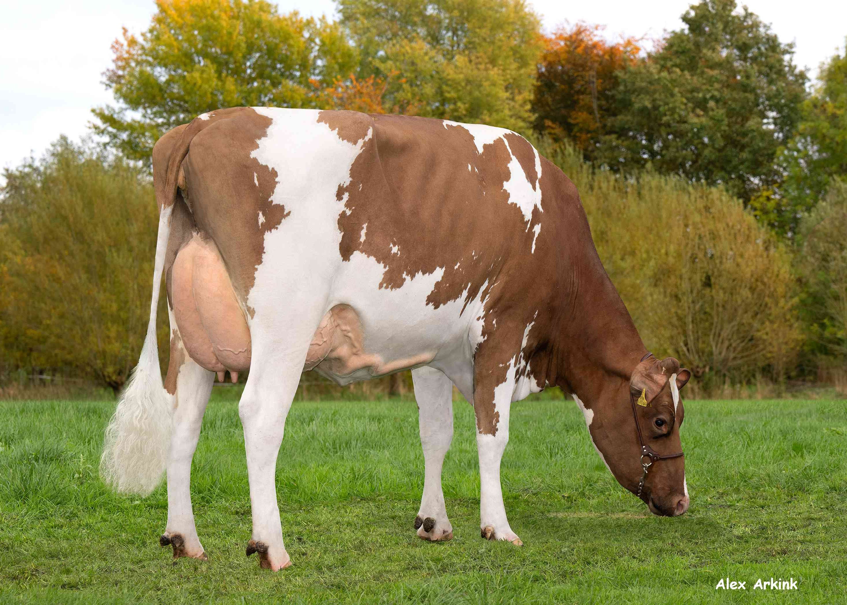 Jorien 5259  (s. Warren P RF) owner: Cardinaal Agro, Leende