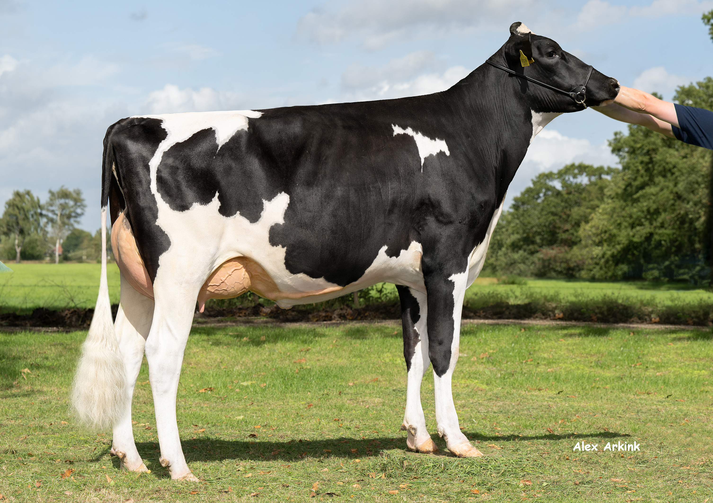 Zandenburg Fugleman Dellia (v: Fugleman) eig.: Sommers Melkveehouderij VOF, Elsendorp
