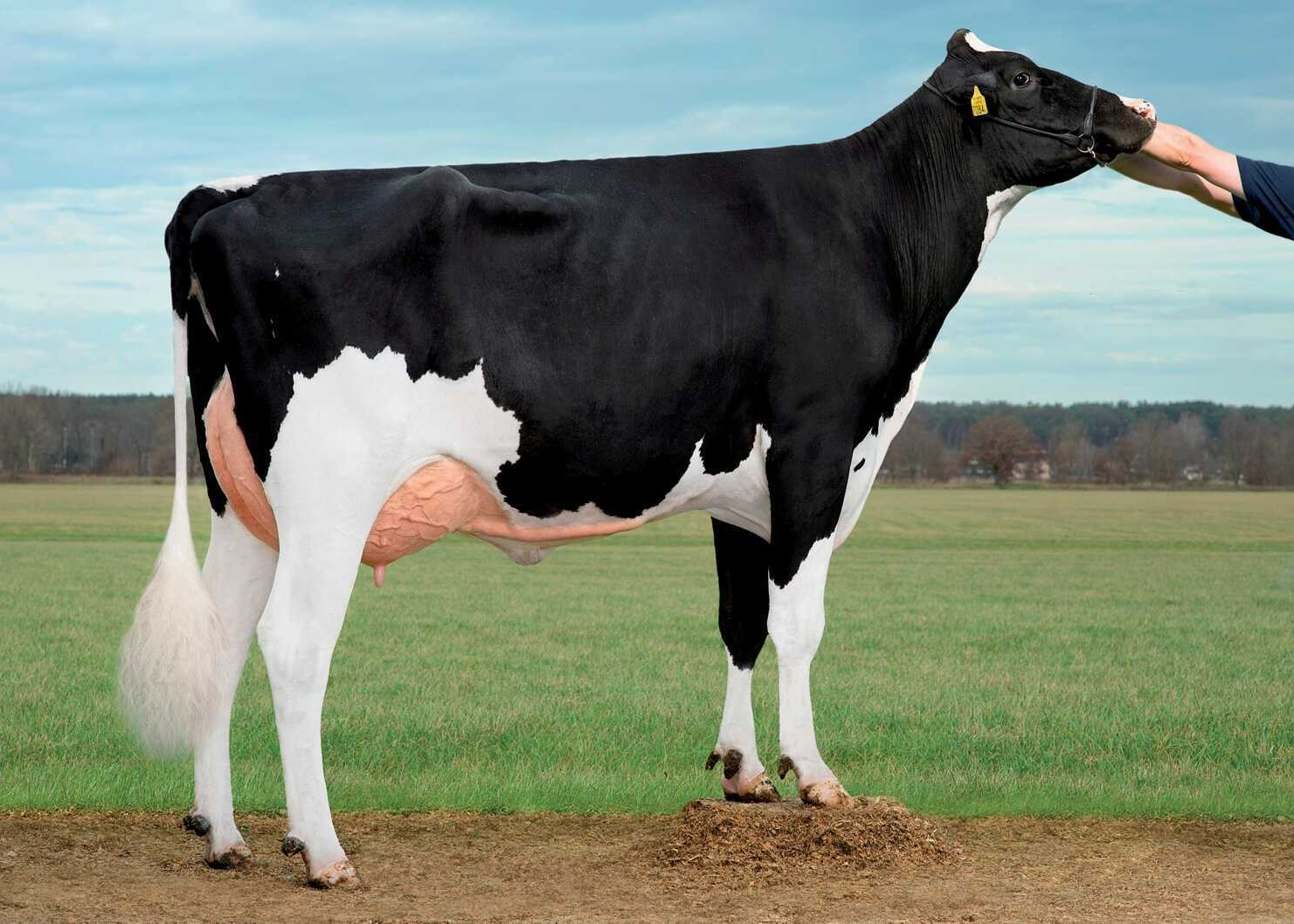 Delta Rika, dam of Drone PP-Red