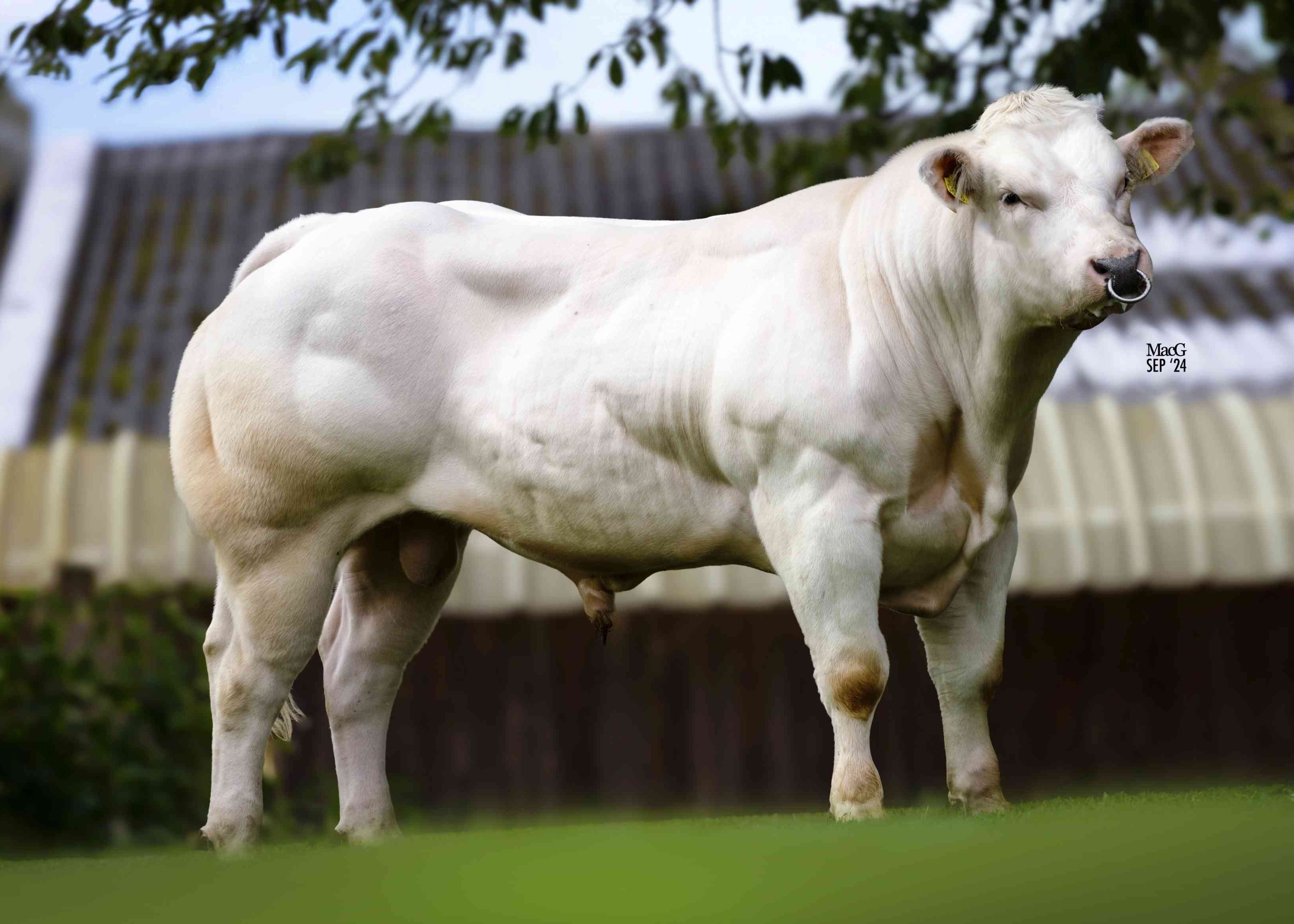 Elk 93 van de Plashoeve