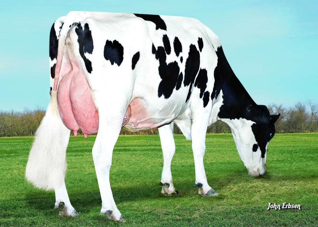 S-S-I Bookem Modesto7269-ET VG-87 DOM, 6th Dam of Modelo