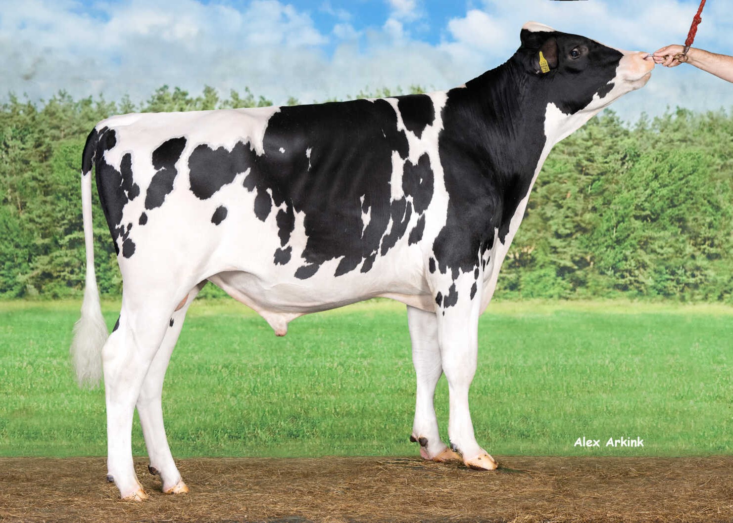 Delta True Blue P RF