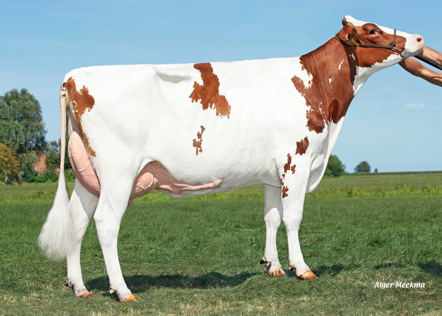 RH Ailene P Red (s. Rammstein), dam of Stargazer PP RF