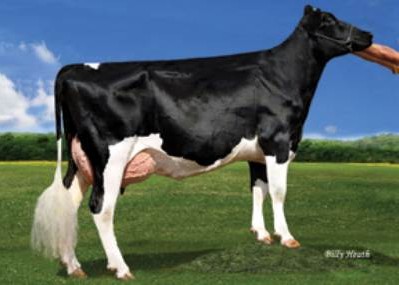 Pen-Col Grafetti Bell-ET VG-87, 6th Dam of Gusto